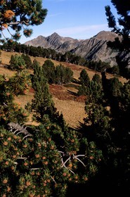France, Pyrenees Orientales, Capcir region, pic de Ginevre and camporells forest (over Formigueres)