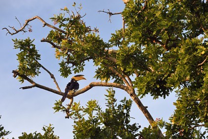 Sri Lanka, province d'Uva, Parc national d'Uda Walawe (Udawalawe National Park), Calao de Malabar (Anthracoceros coronatus)