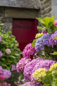 France, Morbihan, Groix Island, Kerdurand, hydrangea in a garden