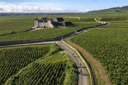 France, Côte-d'Or (21), Paysage culturel des climats de Bourgogne classés Patrimoine Mondial de l'UNESCO, Route des Grands Crus, vignoble de la Côte de Nuits, Vougeot, cyclistes sur une petite route menant au Chateau du Clos de Vougeot entouré par le vignoble (vue aérienne)