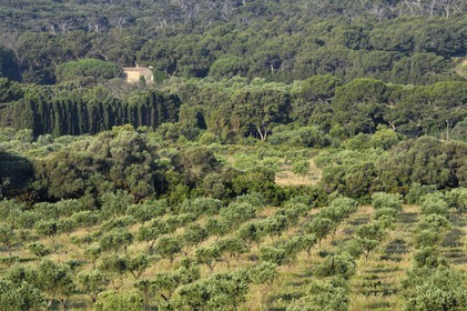 France, Var, Iles d'Hyeres, Parc National de Port Cros (National park of Port Cros), Porquerolles island, orchards of olive tree collections of the National Mediterranean Botanical Conservatory in the Porquerolles plain