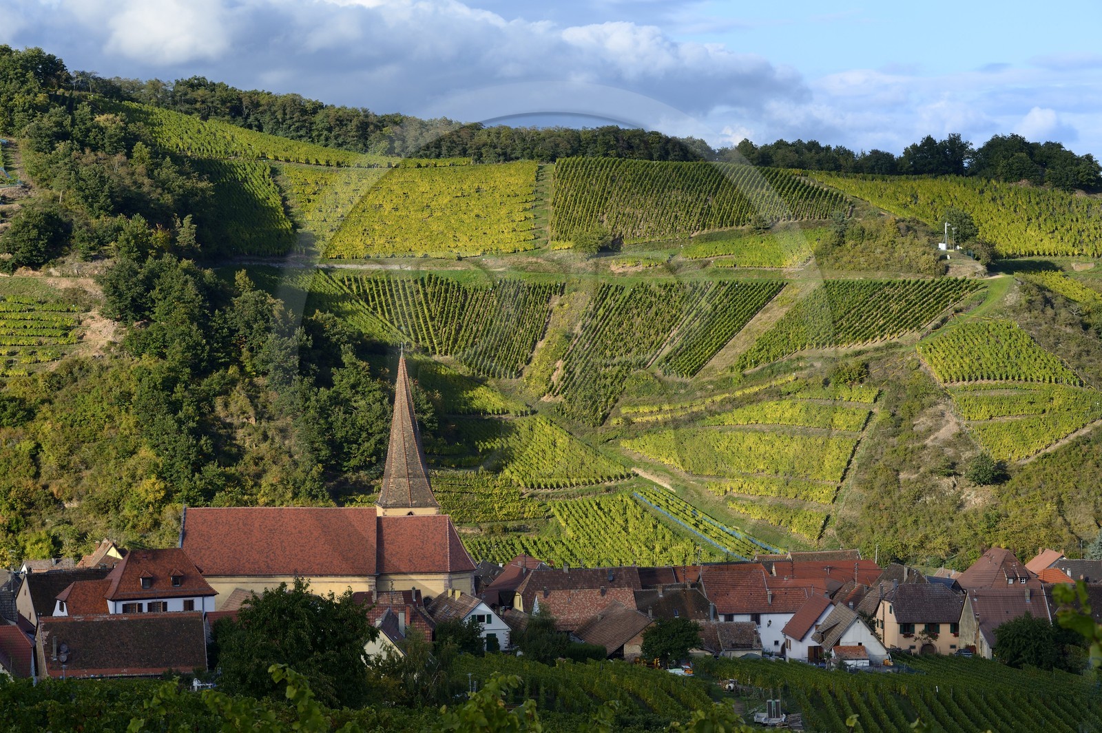 France, Haut-Rhin (68), Route des Vins d'Alsace, Niedermorschwihr, le village entouré par le vignoble et son église à clocher tors