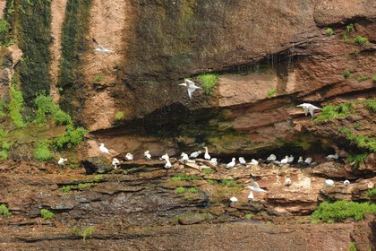 Canada, province de Québec, Gaspésie, île Bonaventure, fous de Bassan