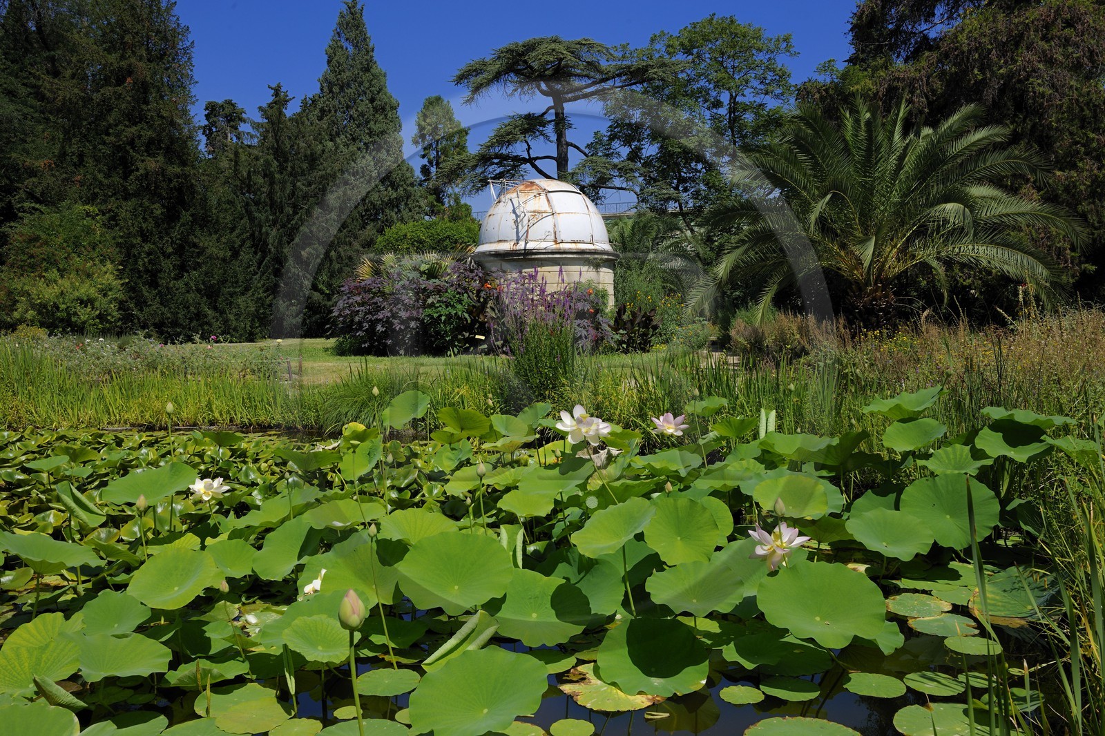 France, Herault, Montpellier, the Jardin des Plantes (botanical garden), observatory and Lotus of India (Nelumbo nucifera gaertner)