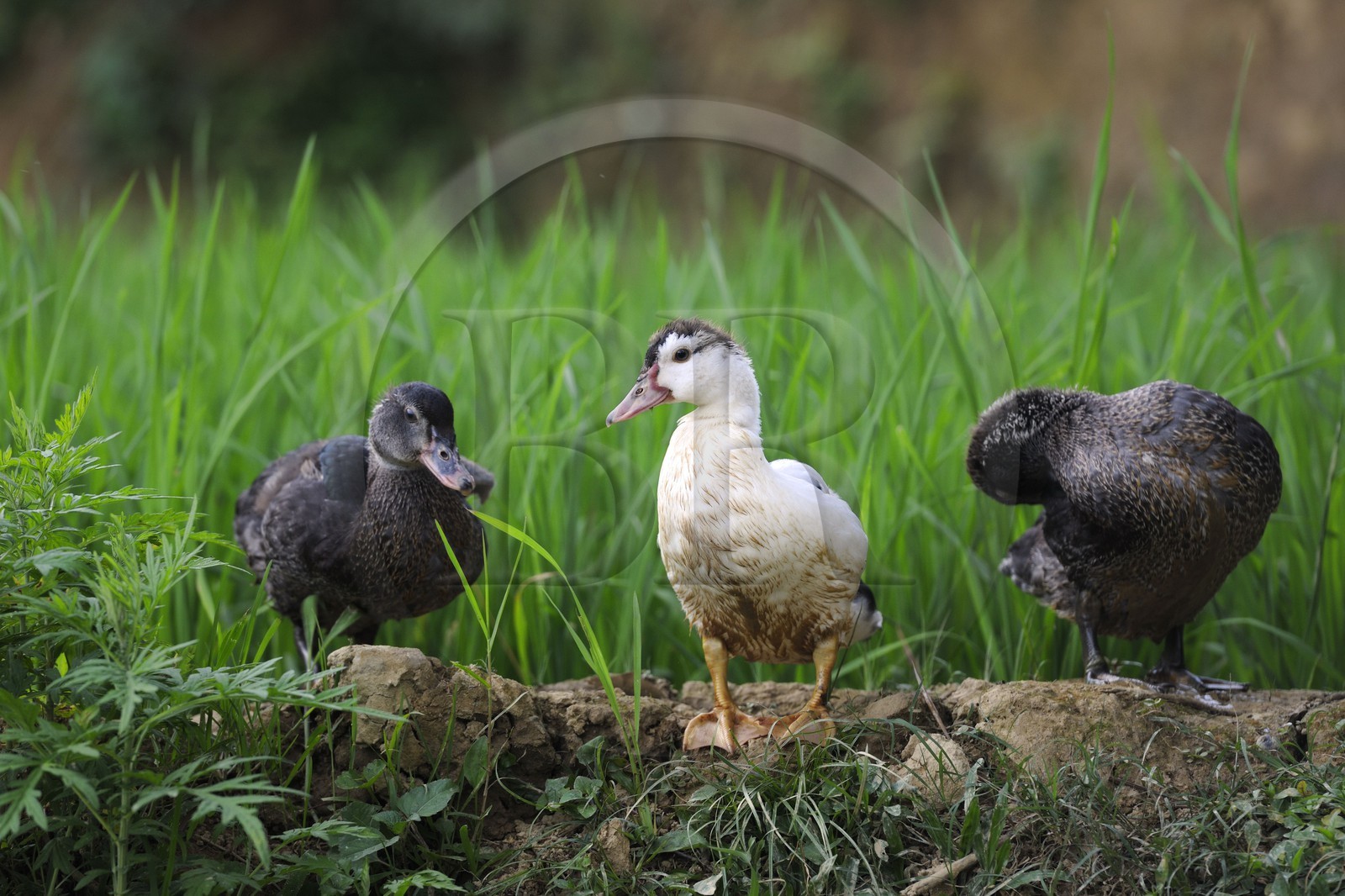 Vietnam, province de Lao Cai, région de Bac Ha, canards