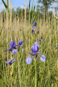 France, Bas Rhin, the Ried towards Herbsheim, the wet meadows, siberian iris (Iris sibirica)