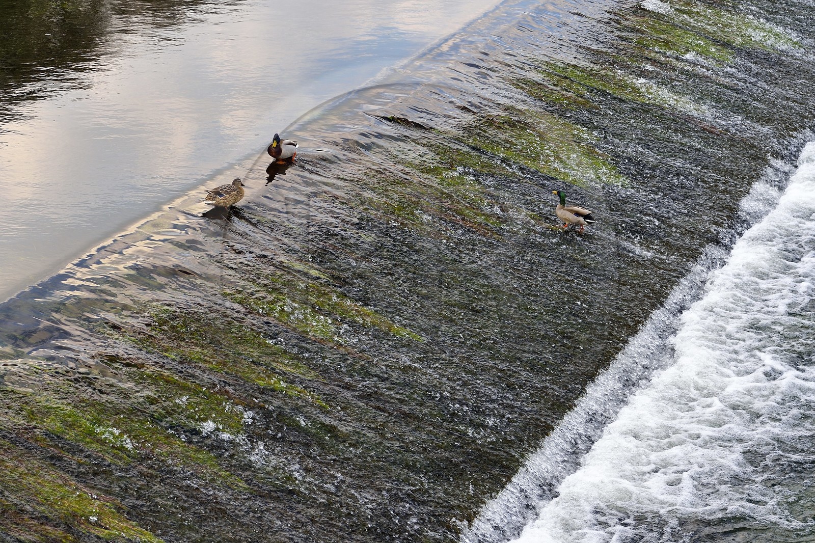 France, Dordogne (24), Brantôme, canards sur la petite digue sur la Dronne