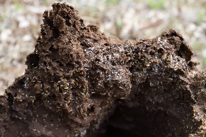 Sri Lanka, Central Province, Matale District, Sigiriya, mound-building termites
