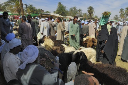Egypte, Haute Egypte, Daraw au nord d'Assouan, marché aux animaux, vendeurs de moutons et de chèvres