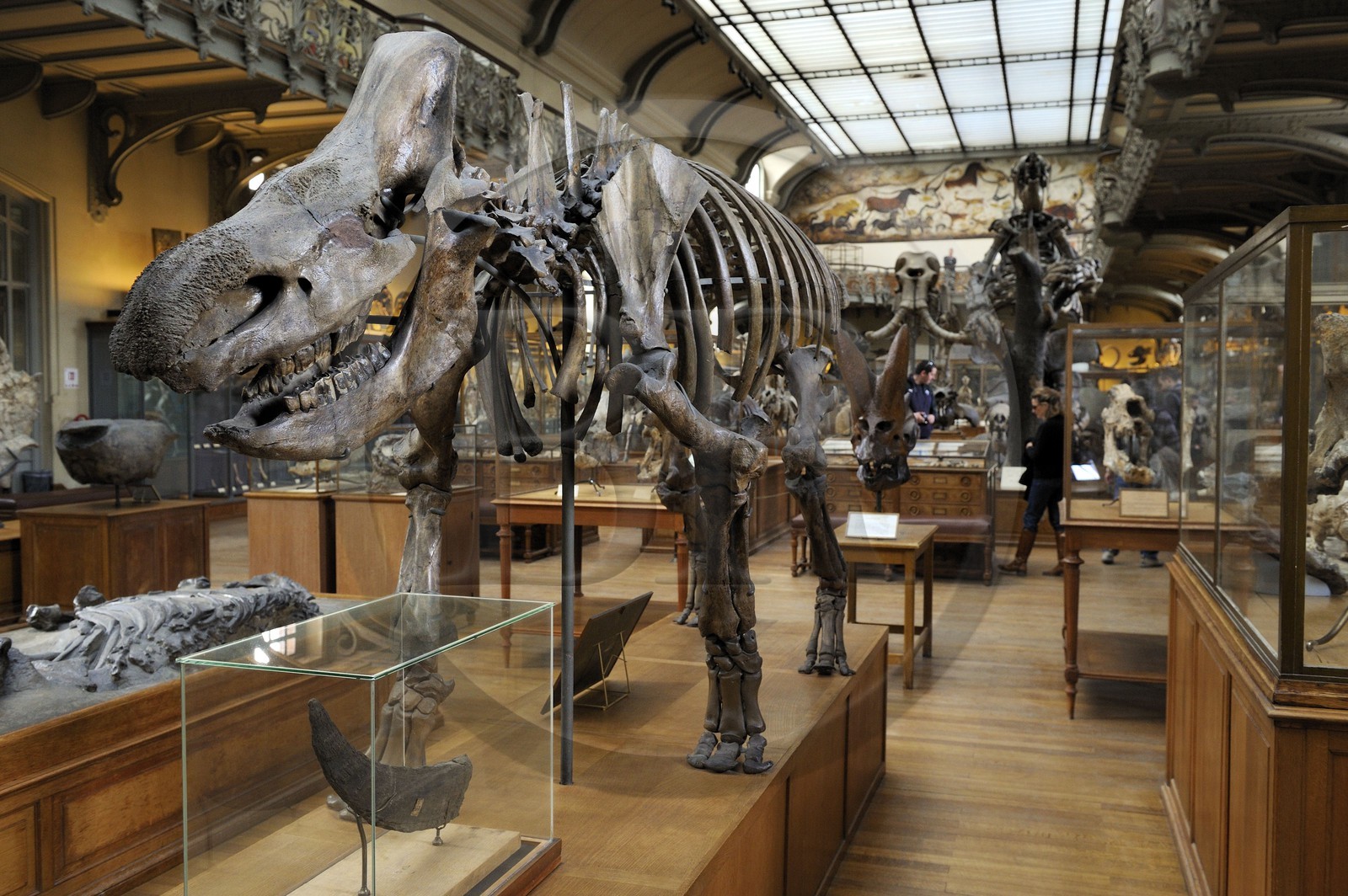 France, Paris (75), Jardin des Plantes, Museum National d'Histoire Naturelle, Galeries de Paléontologie et d'Anatomie comparée