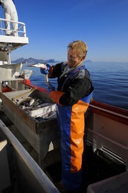 Norvège, Nordland, Îles Lofoten, pêche à la ligne professionnelle