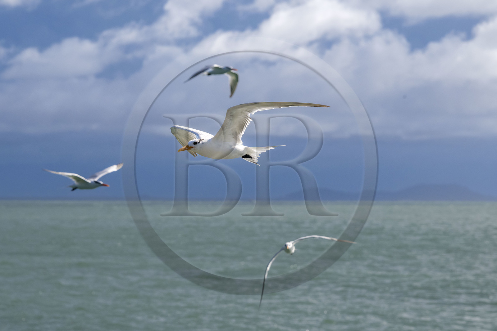 France, Guyane, Kourou, Iles du Salut, Ile Royale, sterne royale (Thalasseus maximus)