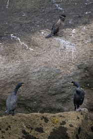 France, Finistère (29), Carantec, Réserve ornithologique des îlots de la Baie de Morlaix, Cormoran huppé (Gulosus aristotelis) sur l'Ile Vesoul