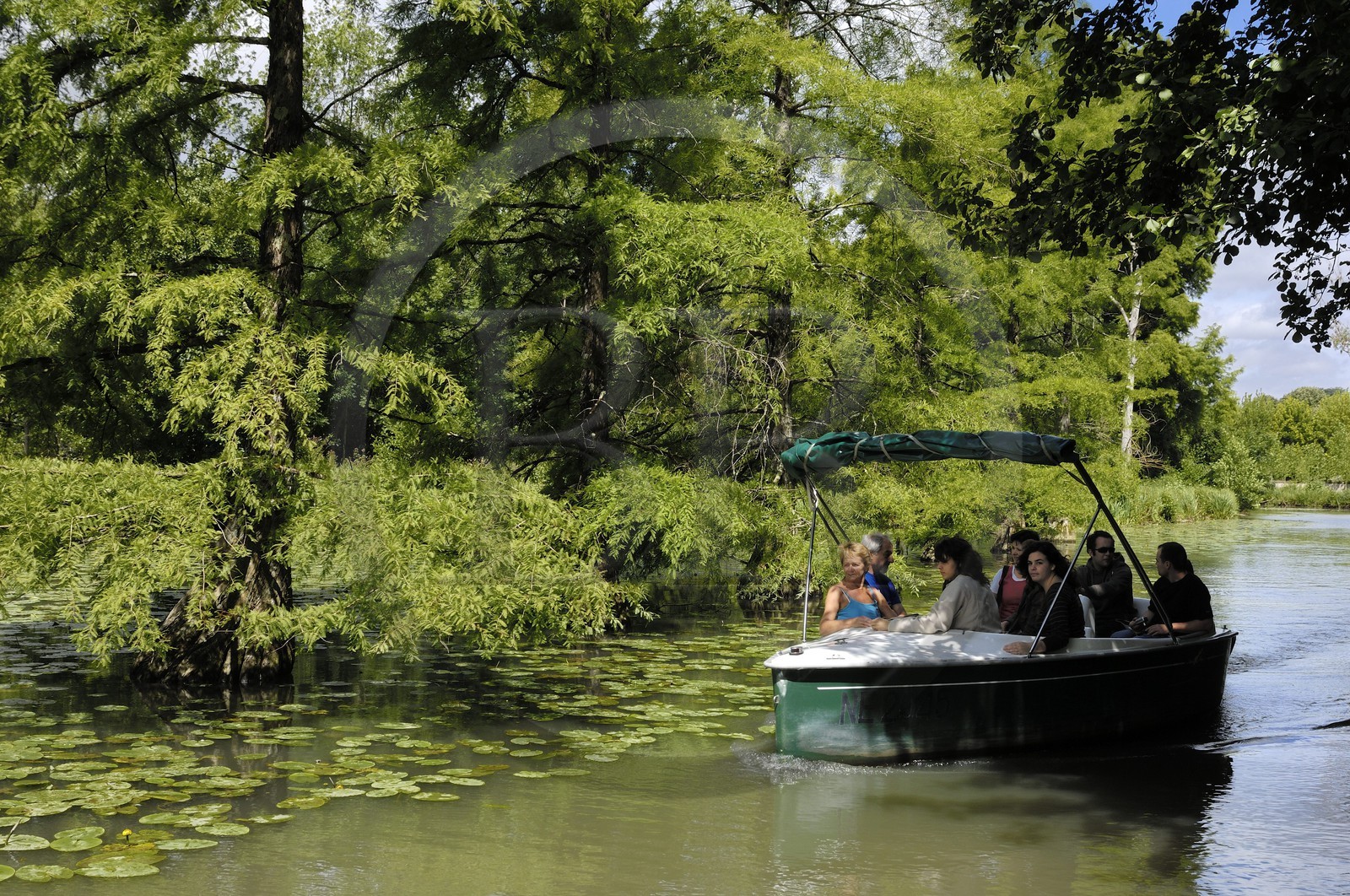 France, Loir-et-Cher (41), le parc du château de Cheverny, promenade en bateaux électriques longeant les cyprès chauves dans le canal France, Loir-et-Cher (41), le parc du château de Cheverny, promenade en bateaux électriques longeant les cyprès chauves dans le canal