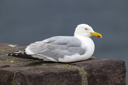 France, Côtes d'Armor (22), Grand Site de France Cap d'Erquy – Cap Fréhel, Plévenon, Cap Fréhel classé Natura 2000, Goéland
