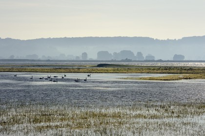 France, Seine Maritime, Natural Reserve of the Seine estuary, swans in a pond
