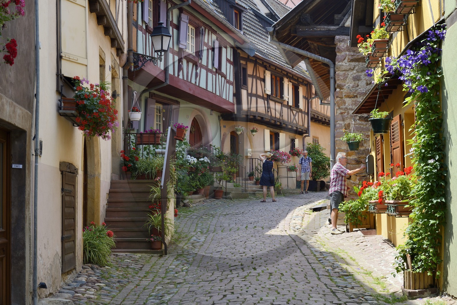 France, Haut-Rhin (68), Eguisheim, labellisé Les Plus Beaux Villages de France, maisons traditionnelles à pans de bois dans la rue du Rempart Sud