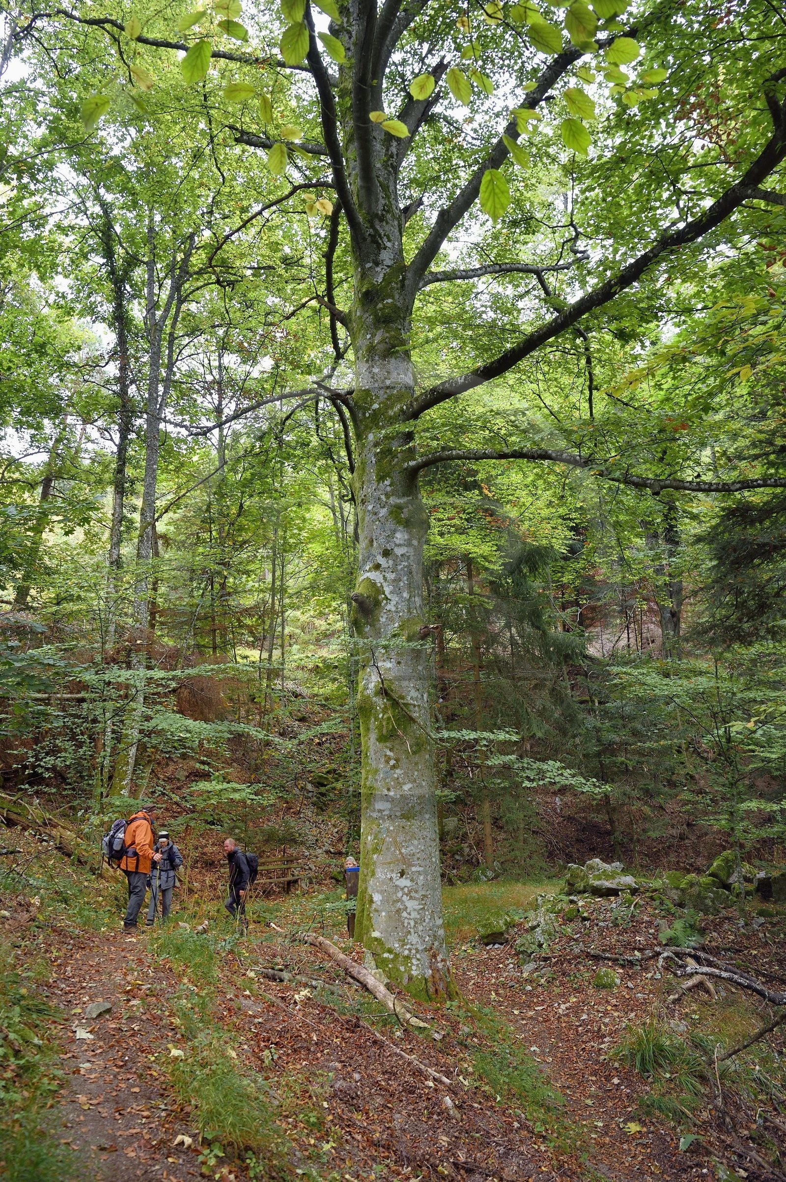 France, Haut Rhin, Thannenkirch, hiking in the Taennchel massif, remarkable beech