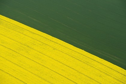 France, Eure (27), champ de colza en fleurs (vue aérienne)