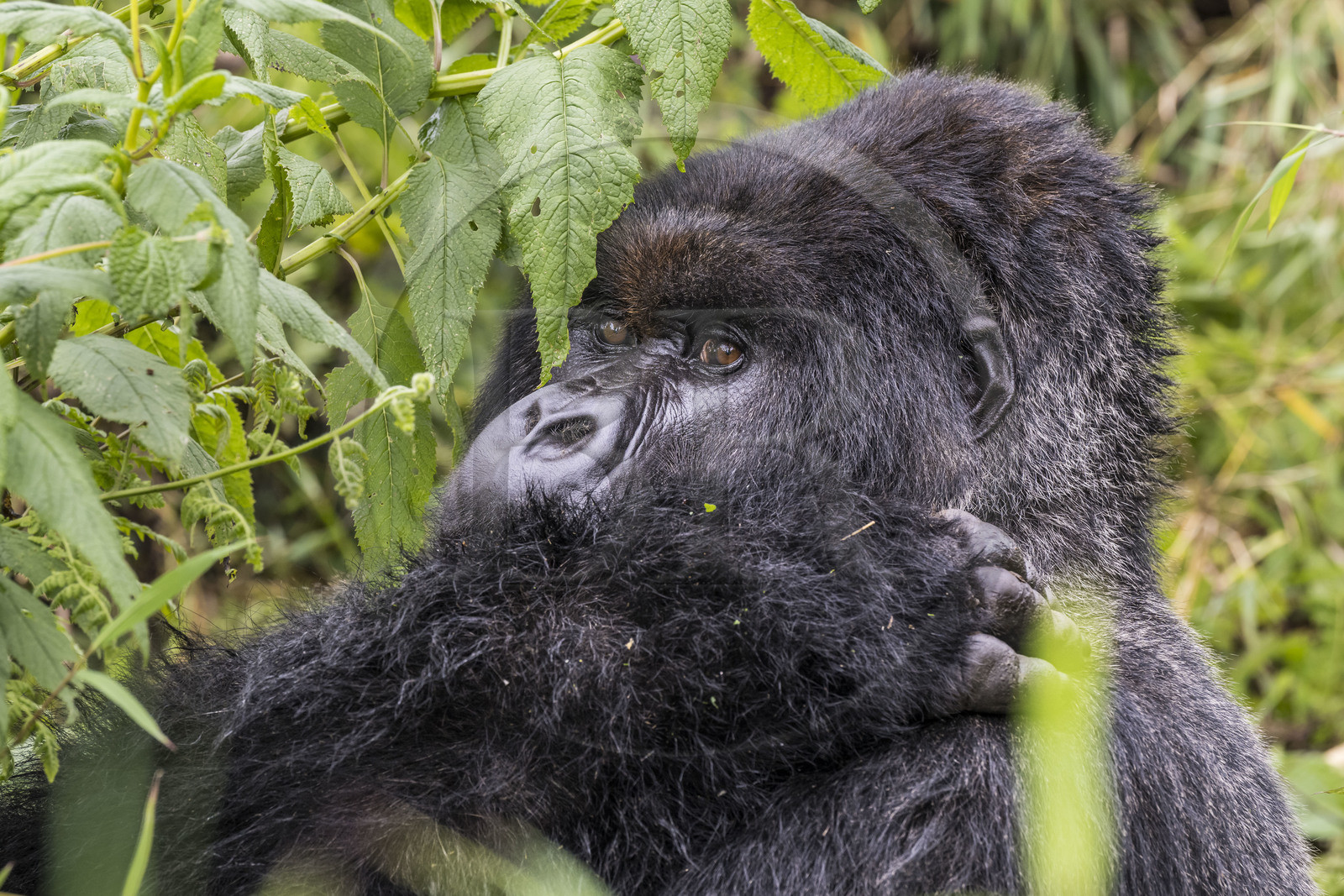 Rwanda, Province du Nord, Parc National des Volcans dans la chaine des Monts Virunga, mont Karisimbi, gorille des montagnes (Gorilla beringei beringei), dos argenté (silverback) nommé Impuzamahanga qui est le male dominant du groupe Susa Rwanda, Province du Nord, Parc National des Volcans dans la chaine des Monts Virunga, mont Karisimbi, gorille des montagnes (Gorilla beringei beringei), dos argenté (silverback) nommé Impuzamahanga qui est le male dominant du groupe Susa