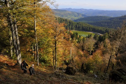 France, Haut-Rhin (68), en contrebas de la route des Crêtes, randonneurs au dessus du lac Vert ou lac de Soultzeren au pied du massif du Tanet