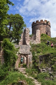 France, Haut Rhin, the Alsace Wine Route, Ribeauville, castle of Haut Ribeaupierre (or Altenkastel)