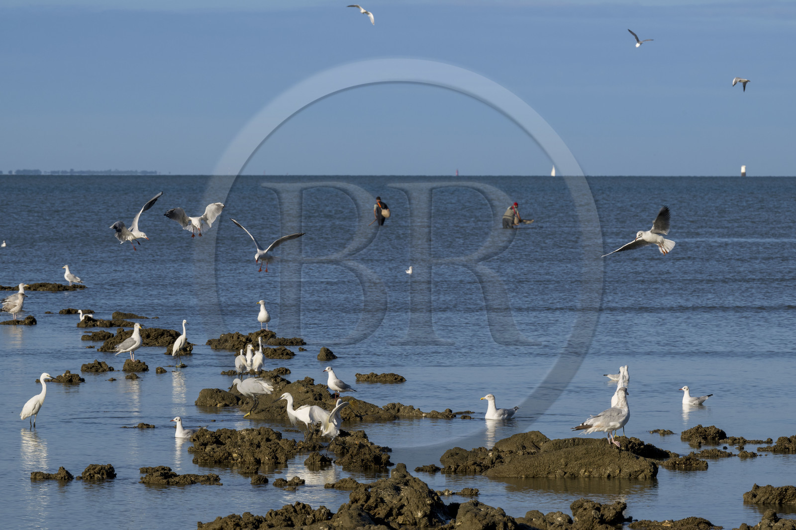France, Loire-Atlantique (44), Baie de Bourgneuf, Pornic, plage de Crêve-coeur à La Bernerie-en-Retz, pecheurs à pied de crevettes à l'épuisette