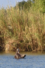 Zimbabwe, province de Matabeleland septentrional, Victoria Falls, le fleuve Zambèze en amont des chutes Victoria, hippopotame (Hippopotamus amphibius)