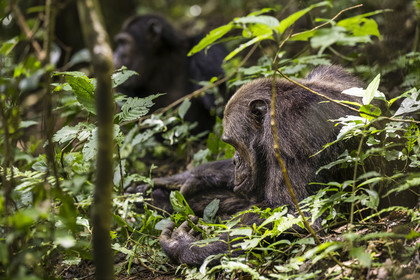 Rwanda, Province de l’Ouest, Nyakabuye, Parc national de Nyungwe, forêt tropicale humide naturelle de Cyamudongo, Chimpanzés commun (Pan Troglodytes)