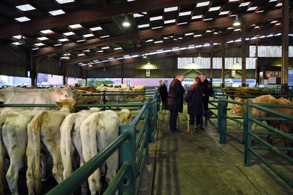 France, Seine-Maritime (76), Forges-les-eaux, marché couvert aux bestiaux, les négociations entre acheteurs et vendeurs se font de gré à gré