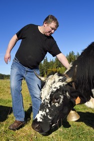 France, Haut Rhin, Wasserbourg, Ferme-auberge (farm-inn) Buchwald, the marcaire Michel Wehrey with his Vosgienne race cows