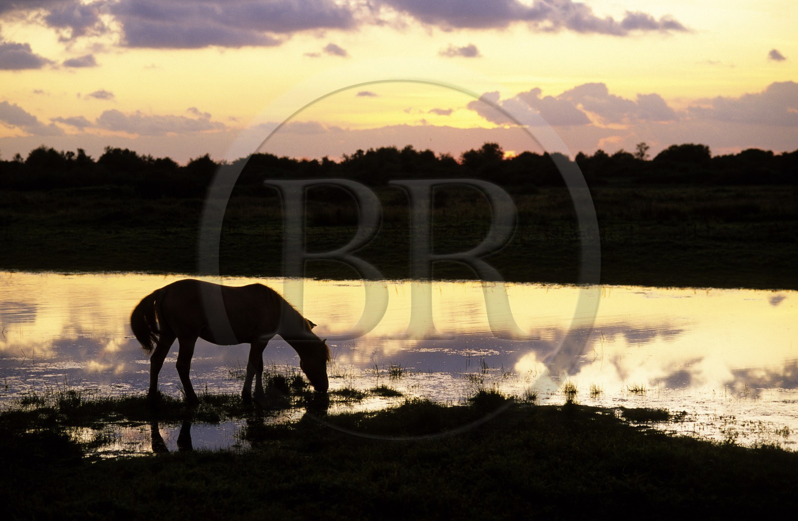France, Somme, Baie de Somme, Saint Firmin neighbourhood, horse during the sunset