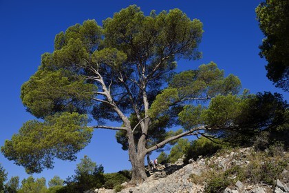 France, Bouches du Rhone, Marseille, National Park of the Calanques, Calanque de Port Pin (cove), hikers under an Aleppo pine (request for authorization necessary before publication)