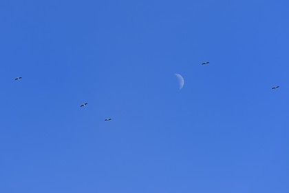 Spain, Andalousia, Seville Province, Utrera, flight of storks under the moon