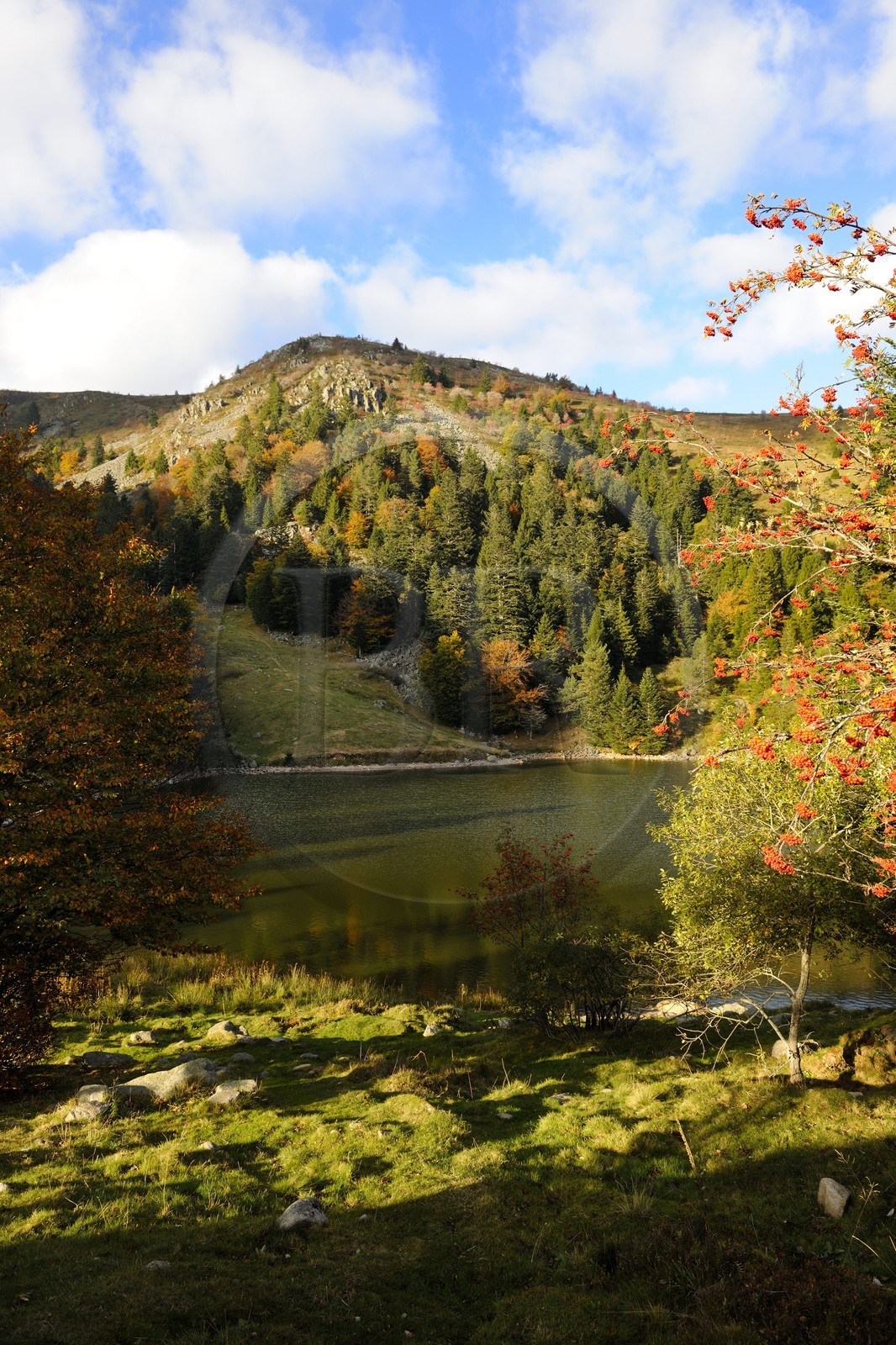 France, Haut-Rhin (68), en contrebas de la route des Crêtes, le lac des Truites ou lac du Forlet, situé dans un ancien cirque glaciaire au pied du massif du Tanet