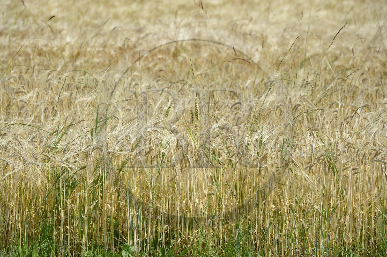 France, Bas-Rhin (67), Dangolsheim, champ de blé