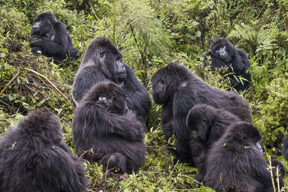 Rwanda, Province du Nord, Parc National des Volcans dans la chaine des Monts Virunga, mont Karisimbi, gorilles des montagnes (Gorilla beringei beringei), le dos argenté (silverback) nommé Impuzamahanga qui est le male dominant au centre gauche