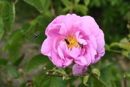 France, Alpes-Maritimes (06), Mouans-Sartoux non loin de Grasse, Jardins du Musée International de la Parfumerie, rose Centifolia
