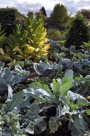 France, Haut-Rhin (68), Husseren-Wesserling, parc de Wesserling du musée du Textile classé jardin remarquable, potager bio qui mélange légumes et fleurs