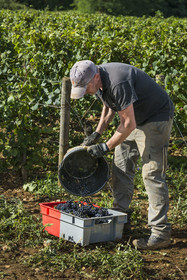 France, Côte-d'Or (21), les climats de Bourgogne classés Patrimoine Mondial de l'UNESCO, Route des Grands Crus, vignoble de la Côte de Beaune, vendanges dans les vignes de Pommard