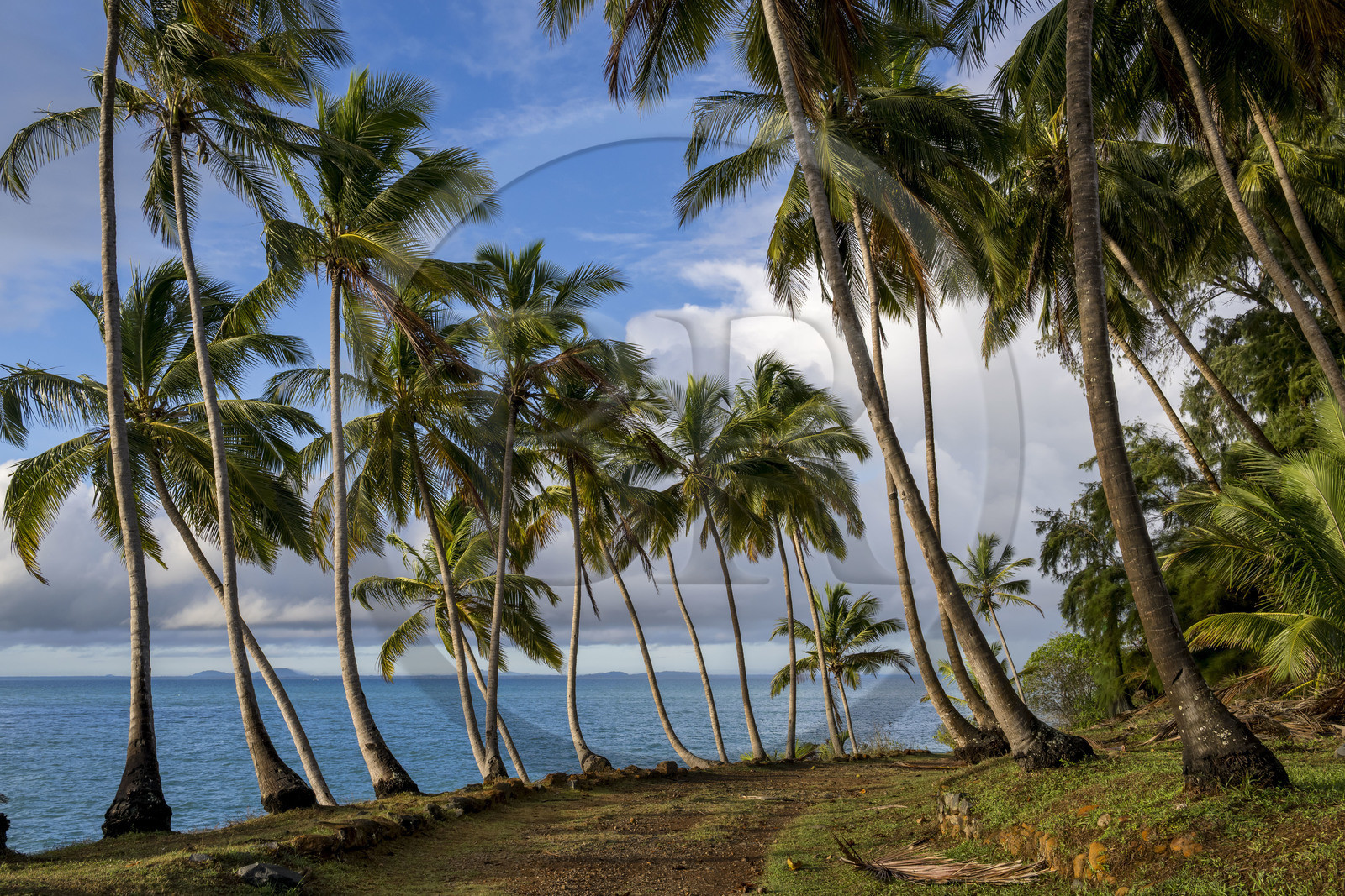 France, Guyane, Kourou, Iles du Salut, Ile Royale, allée de cocotiers