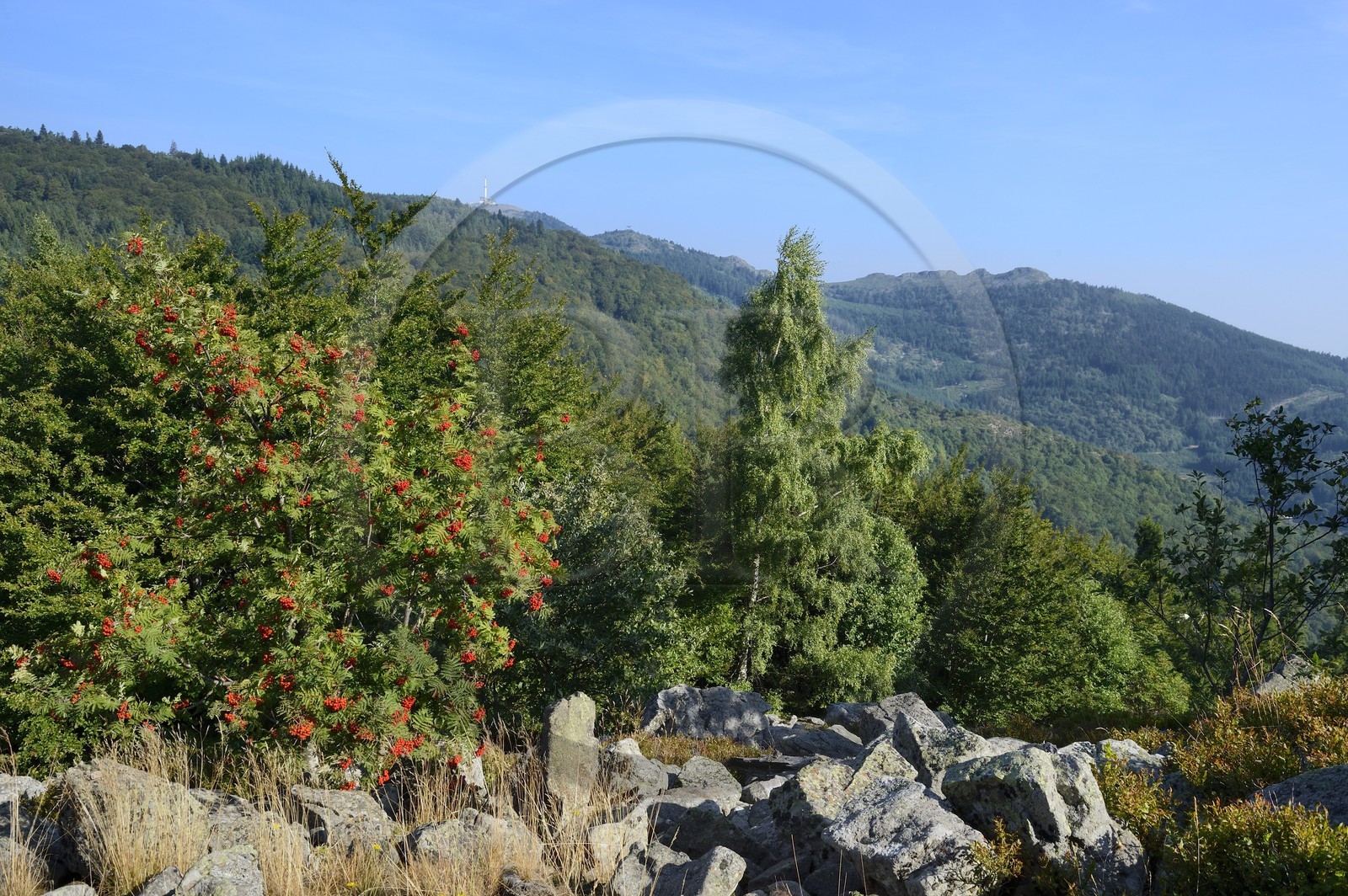 France, Loire (42), Parc Naturel Régional du Pilat, les crêts du massif du Pilat depuis la chapelle Saint-Sabin et au premier plan une muraille antique en pierres sèches extraites des Chirats voisins (nom local donné aux coulées de blocs rocheux qui recouvrent les versants sous formes d'éboulis)