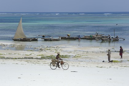 Tanzania, Zanzibar Archipelago, Unguja island (Zanzibar), southeast coast, Bwejuu, fishermen on dhows (traditional Arab sailing vessels)