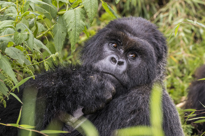 Rwanda, Province du Nord, Parc National des Volcans dans la chaine des Monts Virunga, mont Karisimbi, gorille des montagnes (Gorilla beringei beringei), dos argenté (silverback) nommé Impuzamahanga qui est le male dominant du groupe Susa