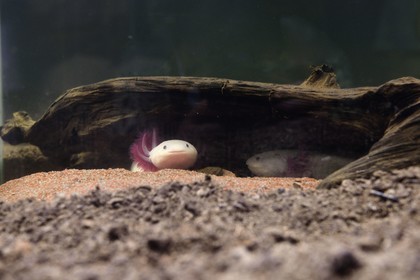 France, Var (83), Iles d'Hyères, parc national de Port Cros, Ile de Porquerolles, la Fondation Carmignac, Diorama (couple d'axolotls) (2012) co-production de Mathieu Mercier et Credac Ivry