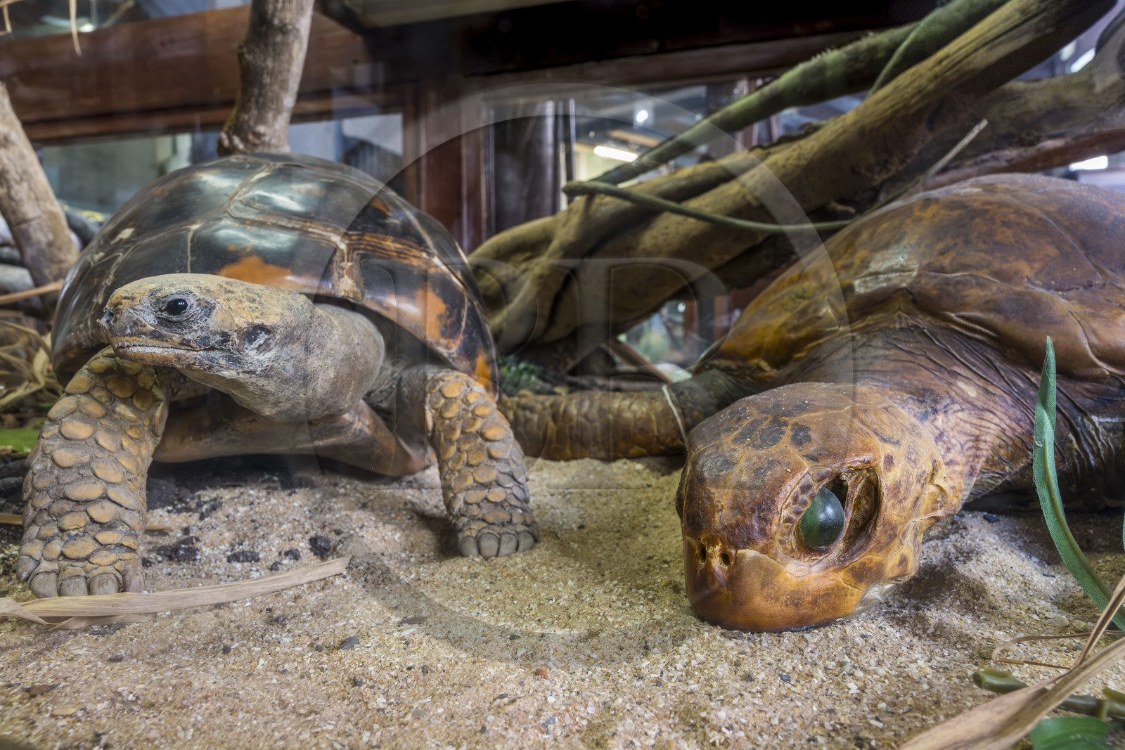 France, Guyane, Cayenne, musée départemental Alexandre-Franconie, tortue charbonniére (Chelonoidis carbonarius) à gauche et tortue caret ou tortue imbriquée (Eretmochelys imbricata) à droite, naturalisées