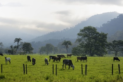 Brésil, Etat de Rio de Janeiro, Parque Nacional de Serra da Bocaina en bordure de la baie de Paraty, vaches au prés (Route de l'or, Estrada Real)