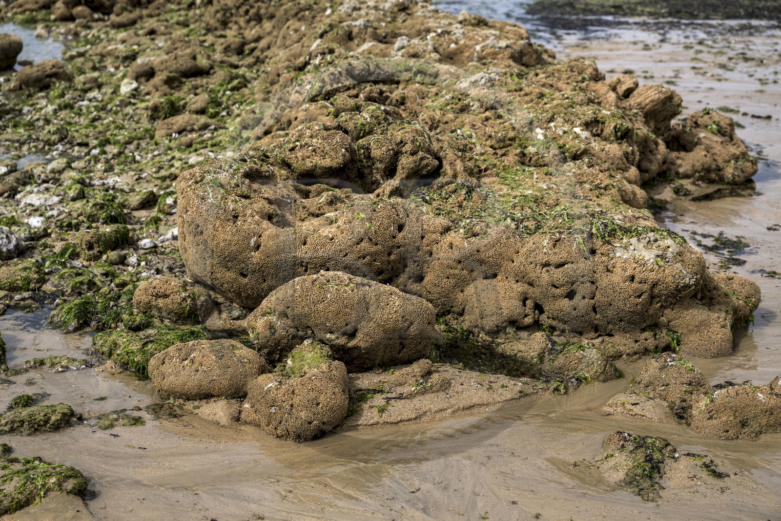 France, Charente Maritime, Oleron island, Saint Georges d'Oléron, on the Sables Vignier  foreshore at low tide, biostructure built by marine worms honeycomb worm (Sabellaria alveola), they make tubes by gluing grains of sand and fragments of shell