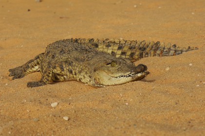 Egypte, Haute Egypte, Lac Nasser, site des temples d'Amada, bébé crocodile du Nil