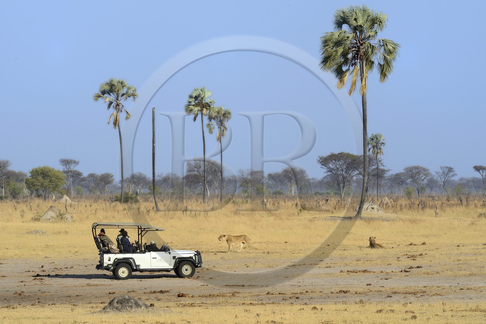 Zimbabwe, Matabeleland North Province, Hwange National Park, tourists in a four-wheel-drive watching a group of lions (Panthera leo)